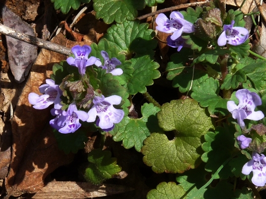 {Glechoma hederacea}